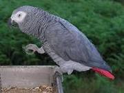 African grey parrots 