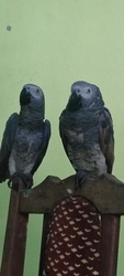 africa grey available for sale 