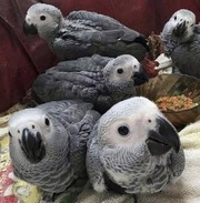 Beautiful African Grey with Cage