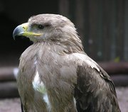 Female Tawny eagle for sale