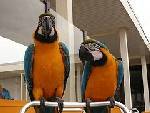 blue and Gold macaw parrots for free adoption 