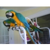  Blue And Gold Macaw Parrots Available for sale