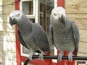 Beautiful Pair of African Grey Parrots for a caring family
