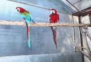 OUTSTANDING BABY GREENWING MACAW  PARROTS FOR CHRISTMAS